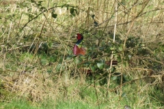 3. Pheasant by Little River (1)
