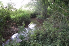 10. Flowing through Muddymoor Copse