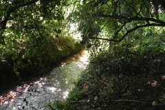 5. Flowing through Muddymoor Copse