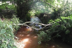 6. Flowing through Muddymoor Copse
