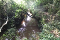 7. Flowing through Muddymoor Copse