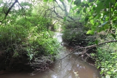 8. Flowing through Muddymoor Copse