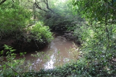 9. Flowing through Muddymoor Copse