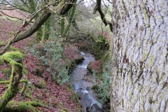 13. Upstream from Higher Spire (9)