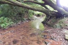 23. Upstream from Bilbrook