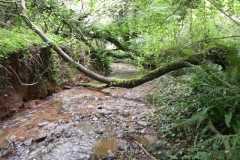 26. Upstream from Bilbrook