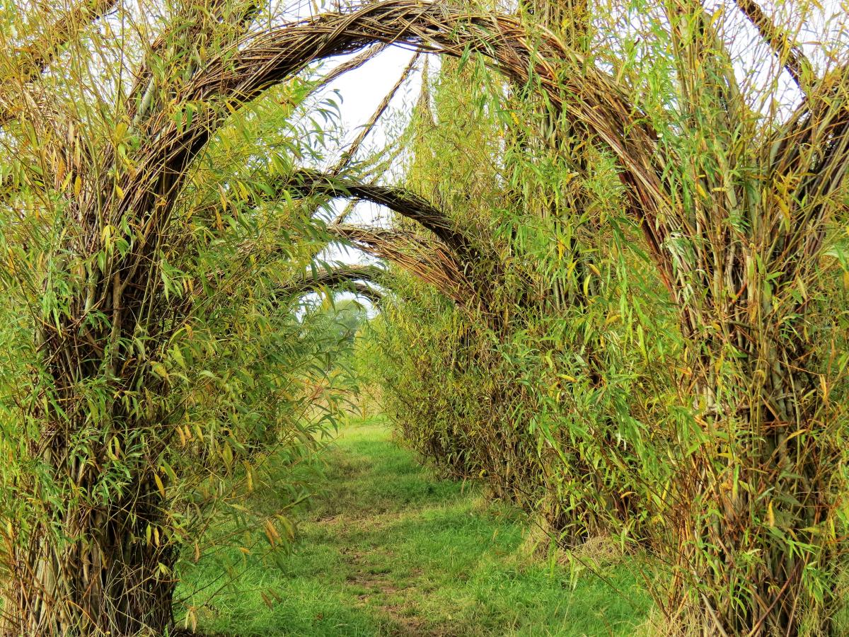 Long-Run-Meadow