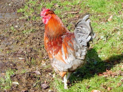 1.-Cockerel-by-Westermill-2