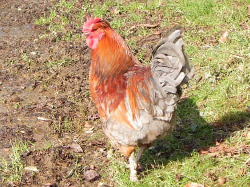 1.-Cockerel-by-Westermill