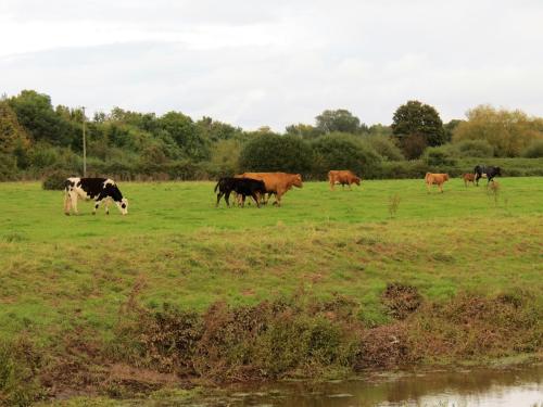 1.-Cows-near-Bathpool-2