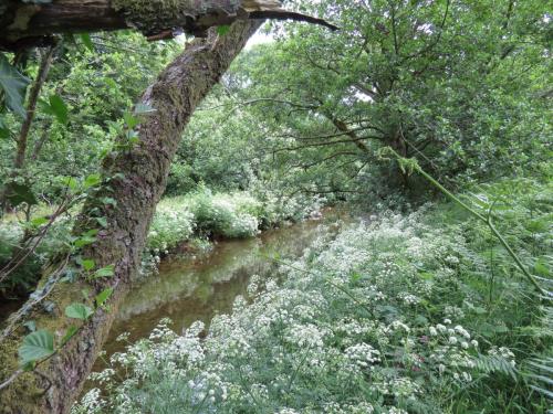 1.-Downstream-from-Larcombe-Foot-13