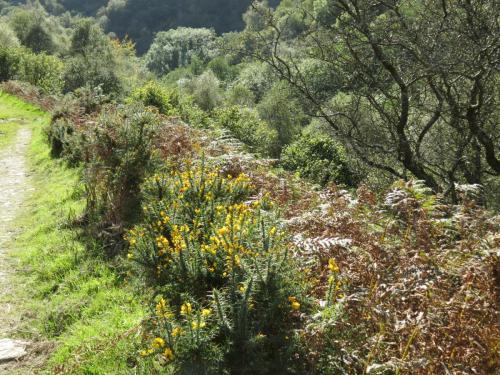 1.-Gorse-in-bloom-above-the-River-Exe-on-Lyncombe-Hill