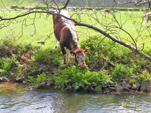 1.-Longhorn-Cattle-by-Dunster-Castle-2