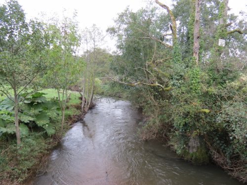 1.-Looking-upstream-from-Harpford-Bridge