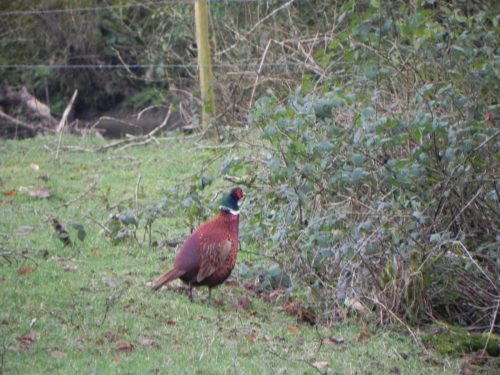 1.-Pheasant-by-Kents-Weir