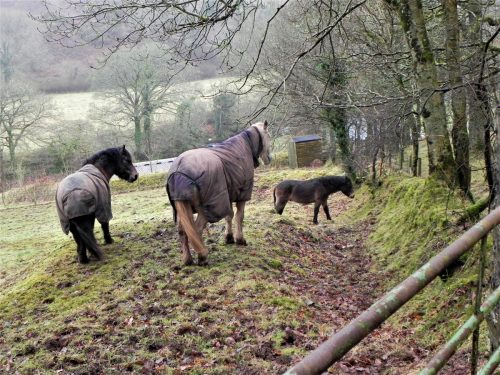 1.-Ponies-above-East-Lyn-river-2