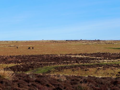 1.-Ponies-on-Hoccombe-Hill-2