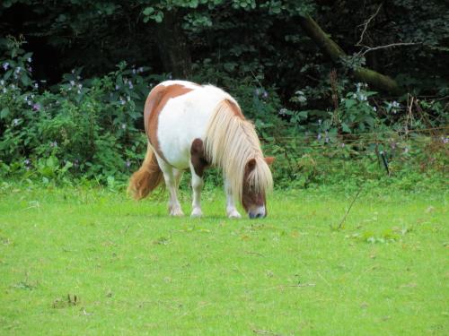 1.-Pony-by-Stawley-Mill-2