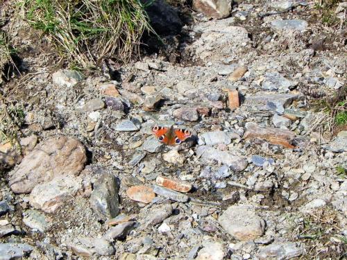 1.-Red-Amiral-Butterfly-near-Cornham-Ford-2