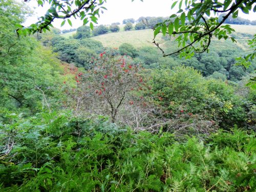 1.-Rowan-tree-above-River-Tone-near-Stolford-2