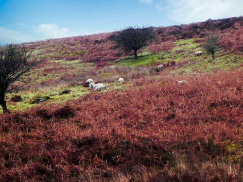 1.-Sheep-above-Weir-Water-2