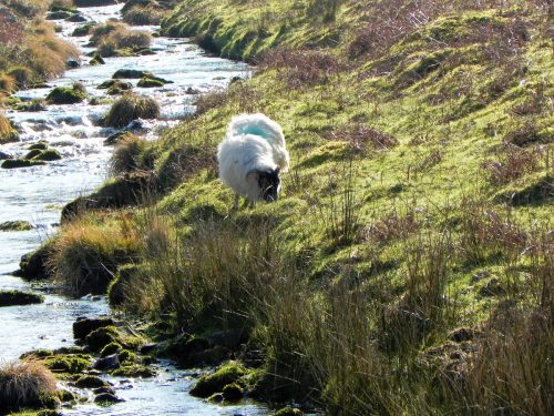1.-Sheep-by-Chalk-Water-2