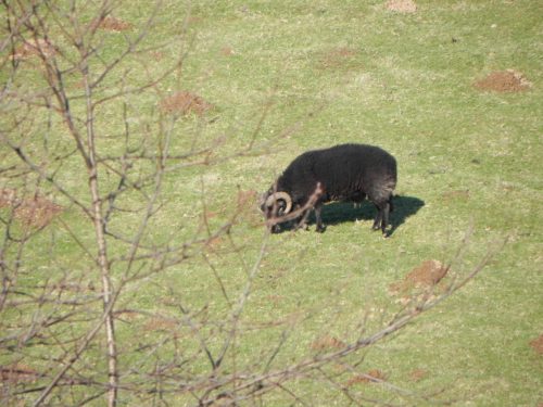 1.-Sheep-near-Luckwell-Bridge