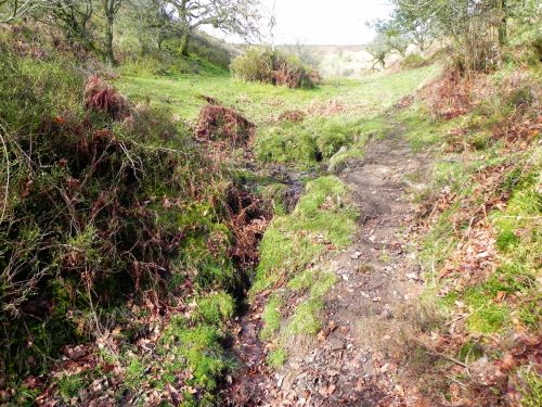 1.-Source-of-Shillett-Combe-Water-2