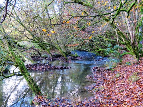 1.-Upstream-from-Harriford-Bridge-13
