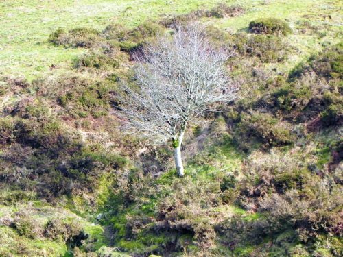 1..-A-lone-Silver-Birch-below-Exe-Plain-2