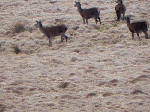 10.-Deer-above-Hoccombe-Water-2