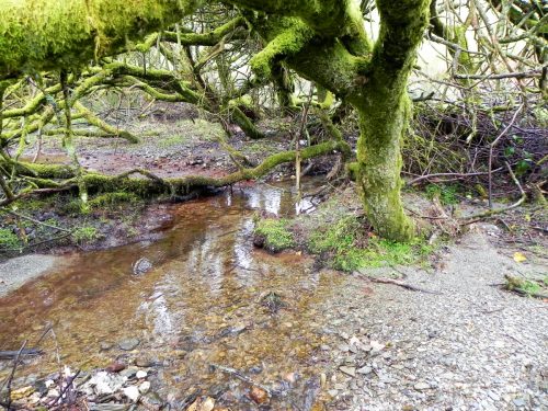 10.-Downstream-from-Little-Ash-Combe-2