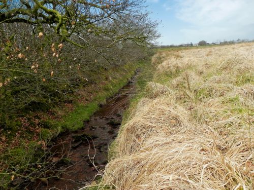 10.-Early-stream-approx-400-metres-from-source-2