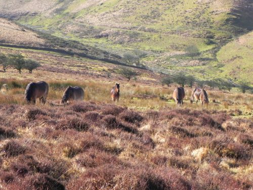 10.-Exmoor-Ponies-above-Hoaroak-Water-2