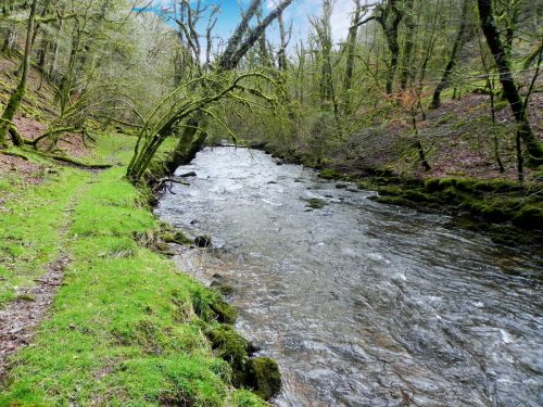 10.-Flowing-past-West-Hollowcombe-Wood-2
