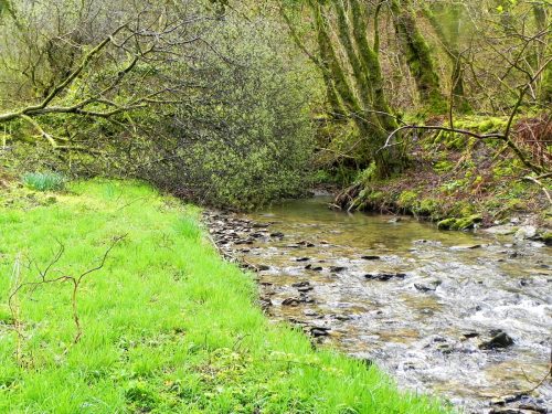 10.-Flowing-through-Holwell-Wood-2
