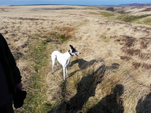 10.-Greyhound-by-Chalk-Water-2