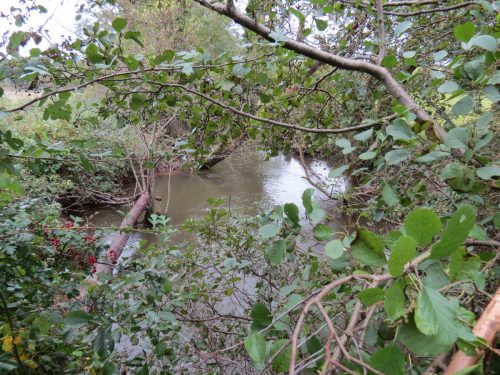 10.-Looking-upstream-from-ROW-Footbridge-No.-5177