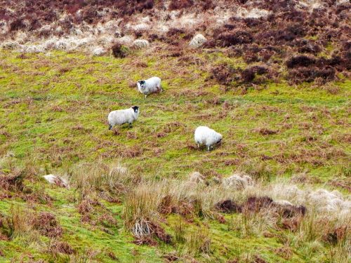 10.-Sheep-above-Weir-Water-2