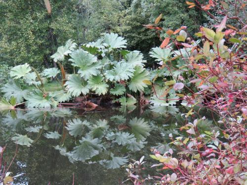 10.-Stawley-Mill-pond