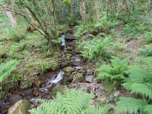 10.-Tributary-stream-Road-Wood