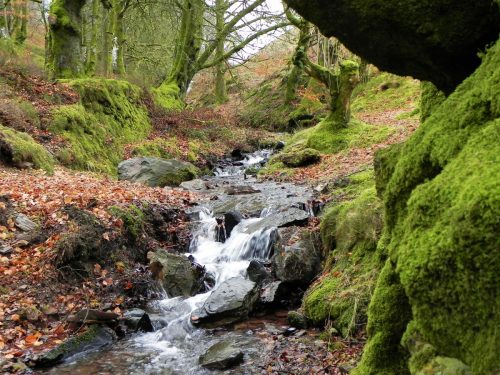 10.-Waters-join-from-Lillycombe-2
