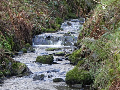 100.-Flowing-through-Homebush-Wood