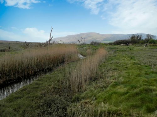 102.-Flowing-through-the-salt-marshes-to-the-sea-2