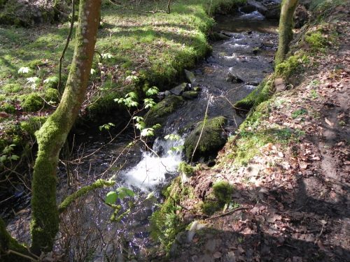 104.-Flowing-through-Homebush-Wood