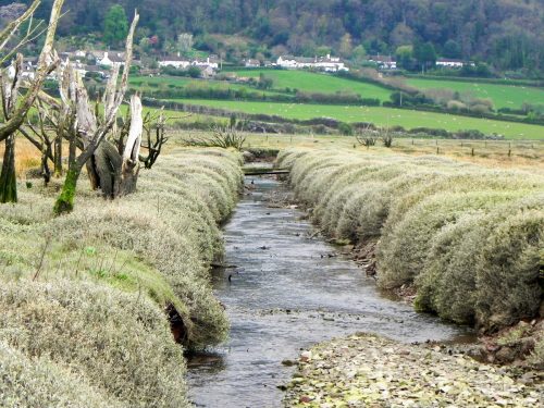 105.-Flowing-through-the-salt-marshes-to-the-sea-2