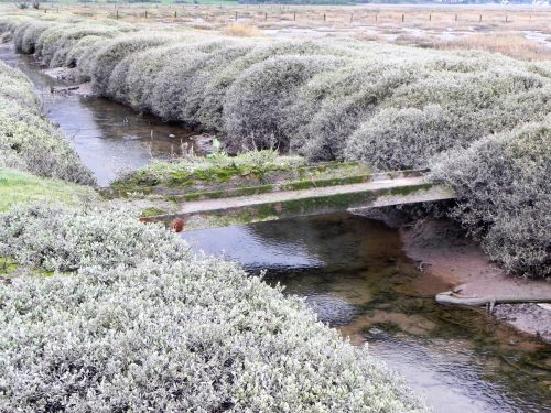 106.-Flowing-through-the-salt-marshes-to-the-sea-2