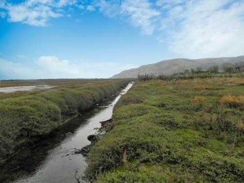 108.-Flowing-through-the-salt-marshes-to-the-sea-2
