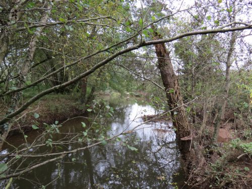 10a.-Upstream-from-Pickings-Bridge