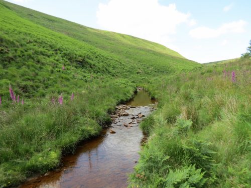 11.-Below-Little-Ashcombe-upstream-from-Warrens-Bridge-10